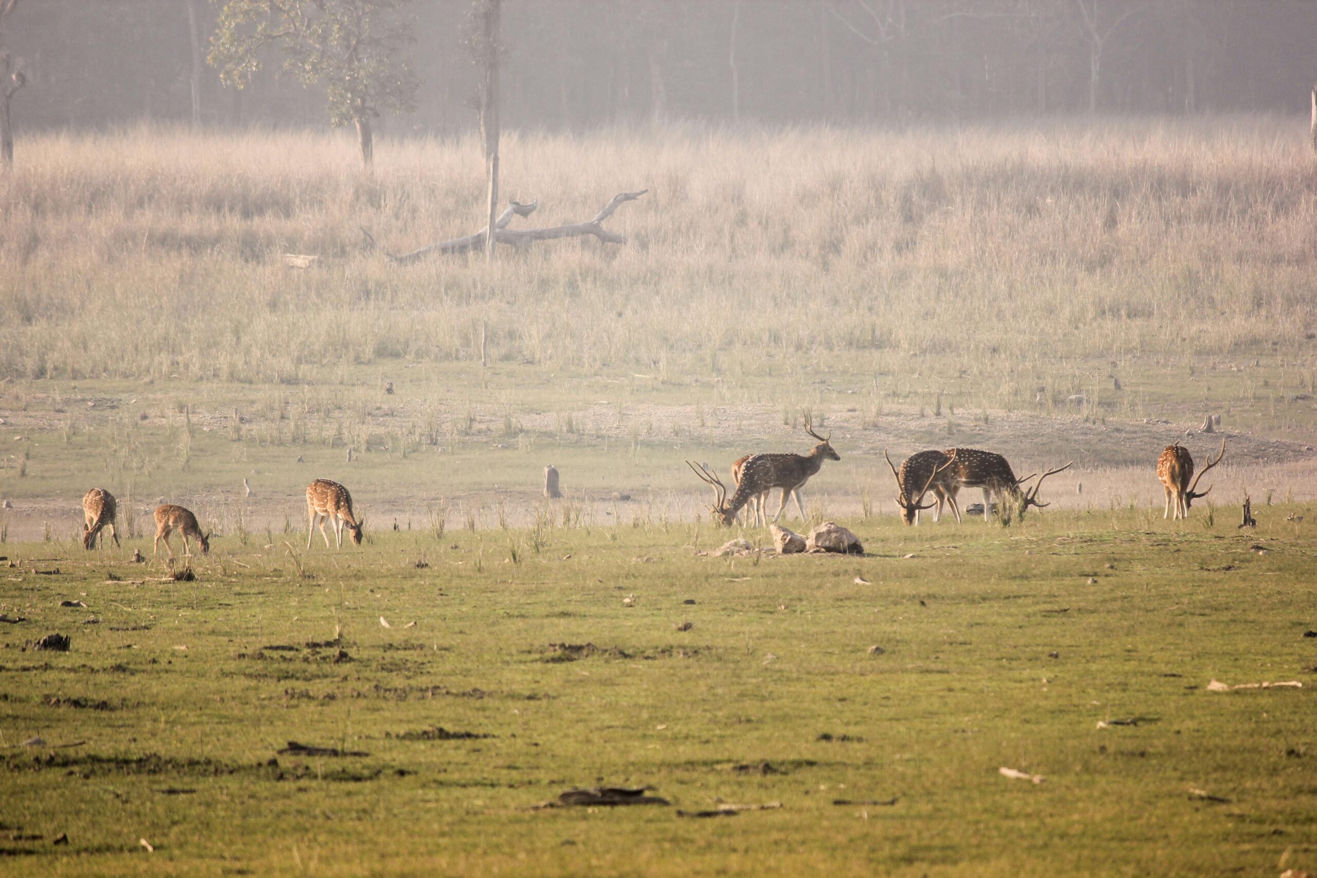 Herd of deer seen during India's Best wildlife safaris