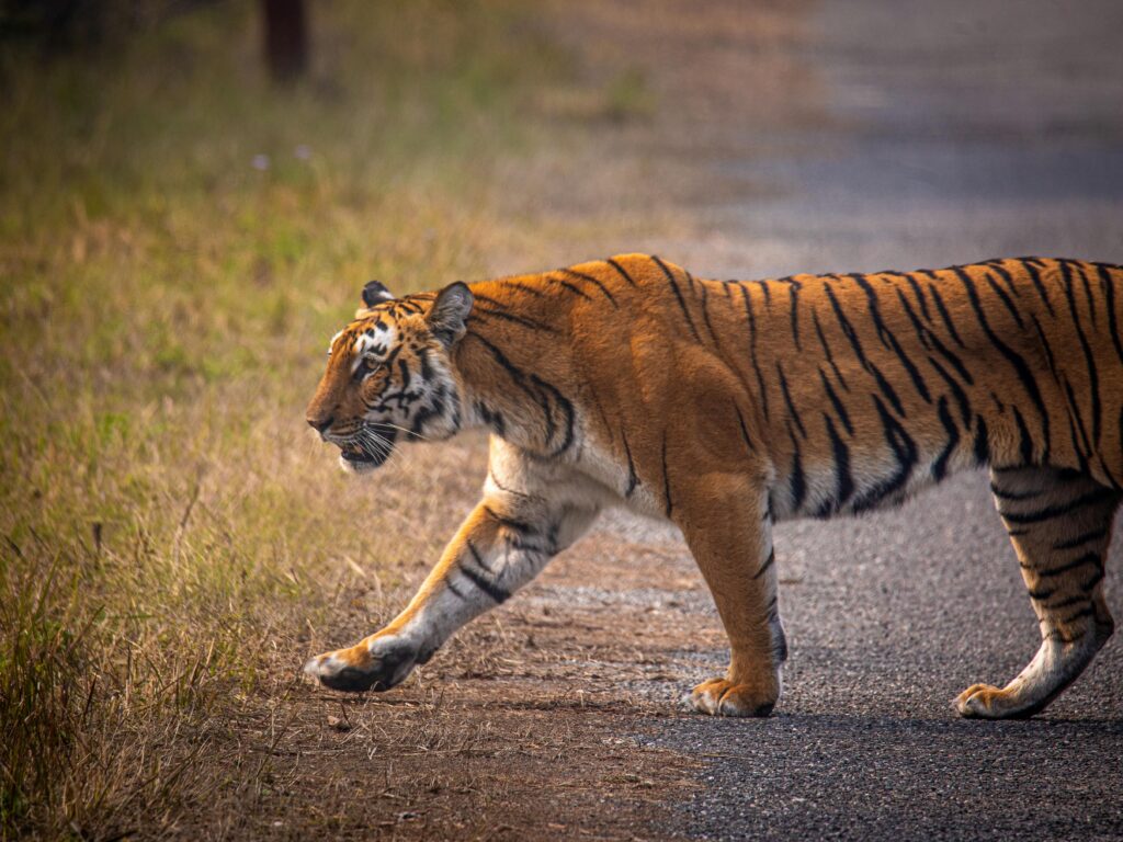 TIger crossing a road seen during India's best wildlife safaris.